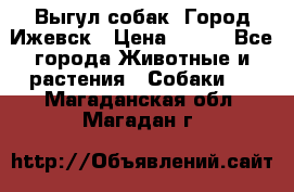 Выгул собак. Город Ижевск › Цена ­ 150 - Все города Животные и растения » Собаки   . Магаданская обл.,Магадан г.